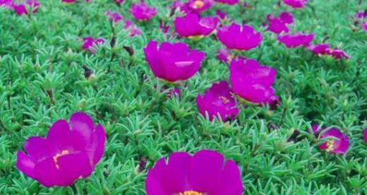 以太阳花花语的意义（探寻以太阳花花语的深层寓意）