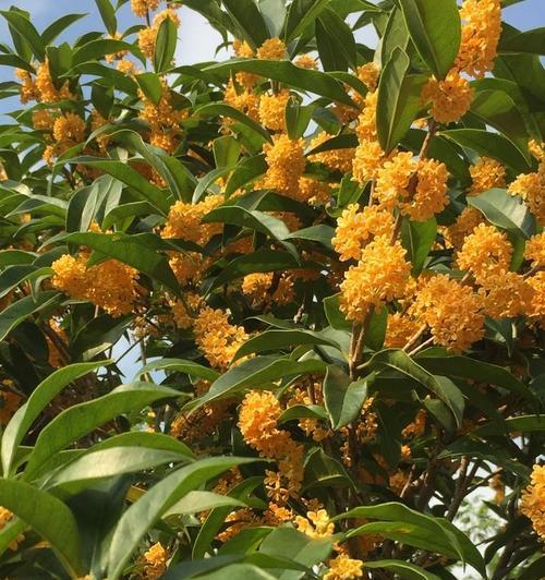 月桂花（美丽花语背后的深层含义）