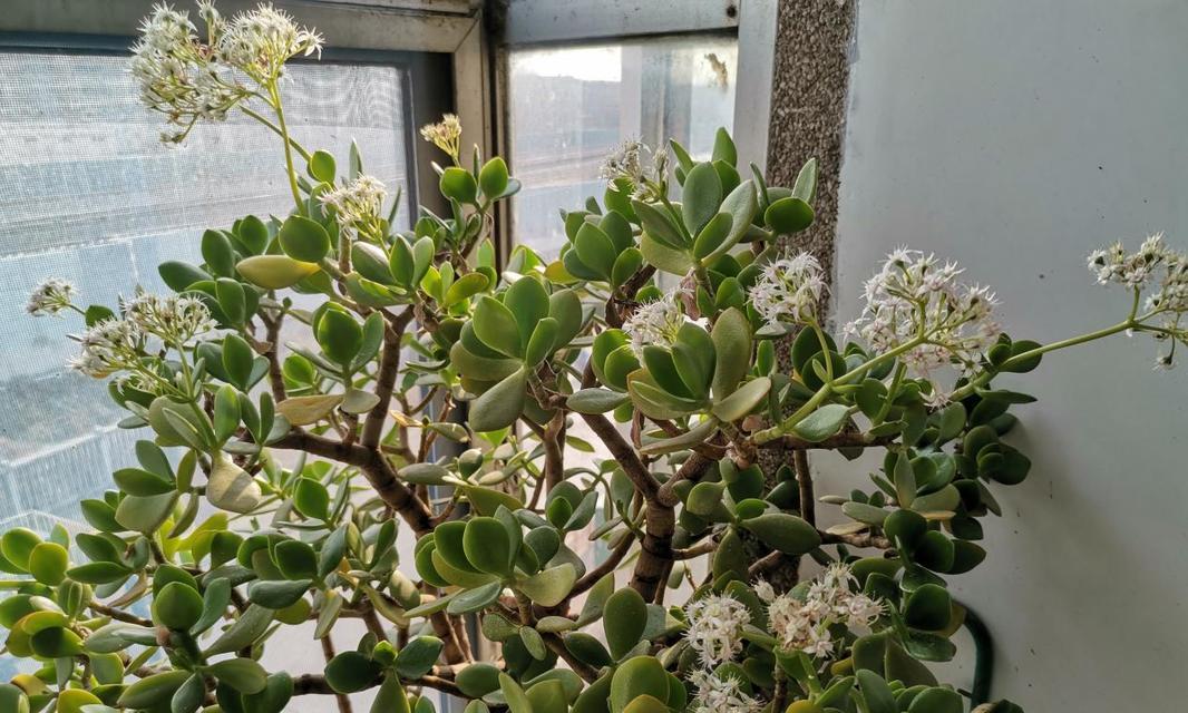 以玉树开花——希望与重生（预示着自然力量与希望的绽放）