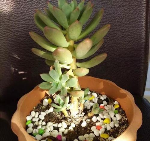 灵隐多肉怎么养长的好？掌握这些技巧轻松养出健康多肉！