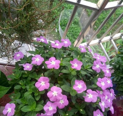 长春花种植时间和方法是什么？如何确保成活率高？