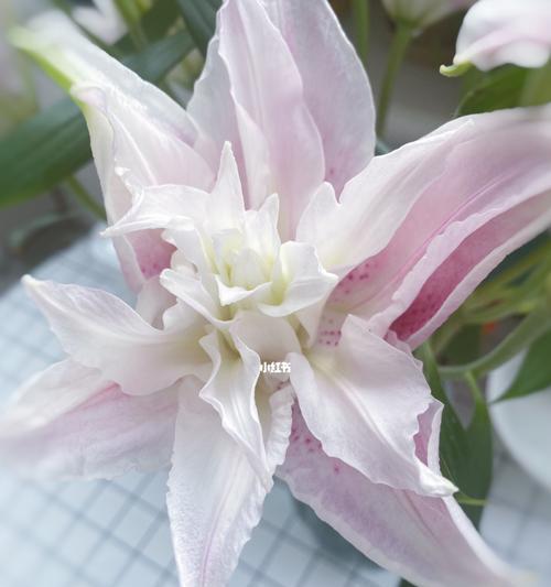 百合花的花语——纯洁与守护（探寻粉百合的花语）