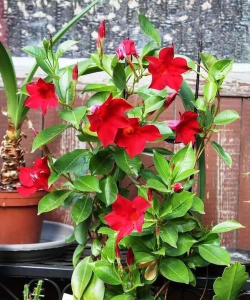 飘香藤冬季养护技巧有哪些？如何确保其安全越冬？