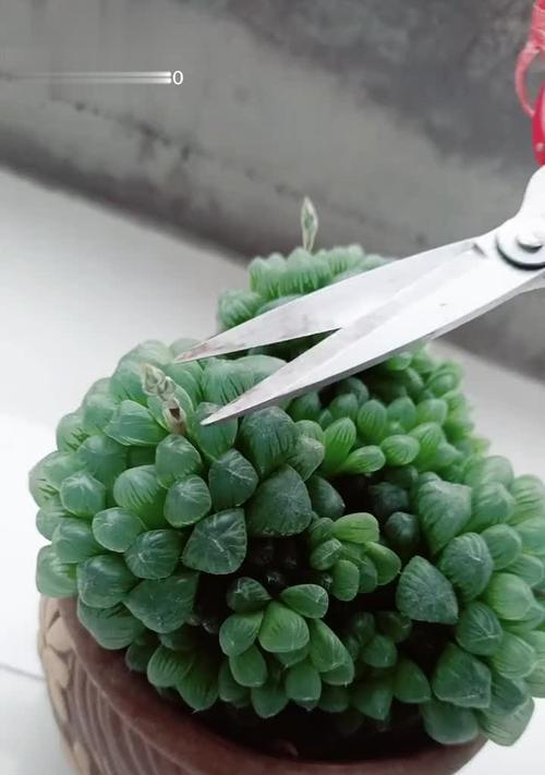 玉露多久开花一次？如何正确养护以促进开花？