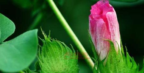 棉花属于被子植物吗？它的分类和特点是什么？