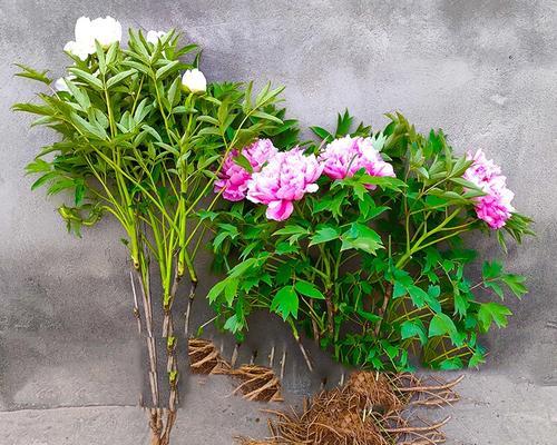 养护盆栽牡丹的秘诀（打造精致花园）