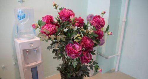 养护盆栽牡丹的秘诀（打造精致花园）