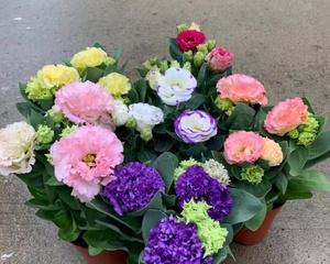 洋桔梗一盆种几颗合适？种植密度对生长影响大吗？