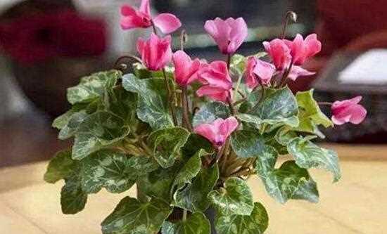 仙客来种植的最佳时间和步骤是什么?