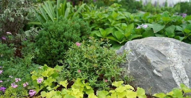 沙土适合种什么植物？如何选择适合沙土的植物种类？