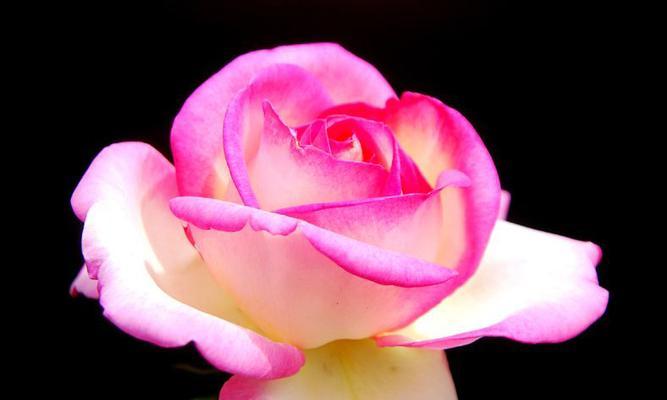 月季花语，诠释情感的绚烂世界（用花朵的语言传递真挚的情感）