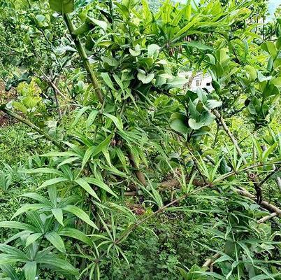黄精和黄姜是同一种植物吗？它们的区别是什么？