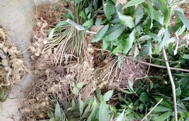 黄精和黄姜是同一种植物吗？它们的区别是什么？