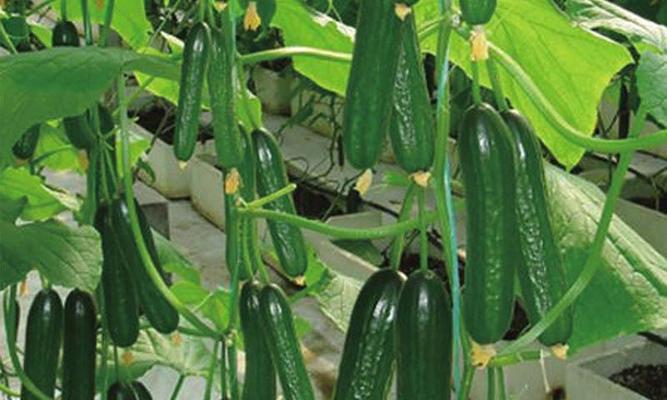 黄瓜种子种植方法有哪些步骤？如何确保高产？