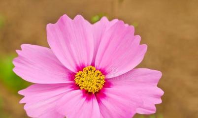 秋季开花的花卉有哪些？如何挑选适合秋季种植的花卉？