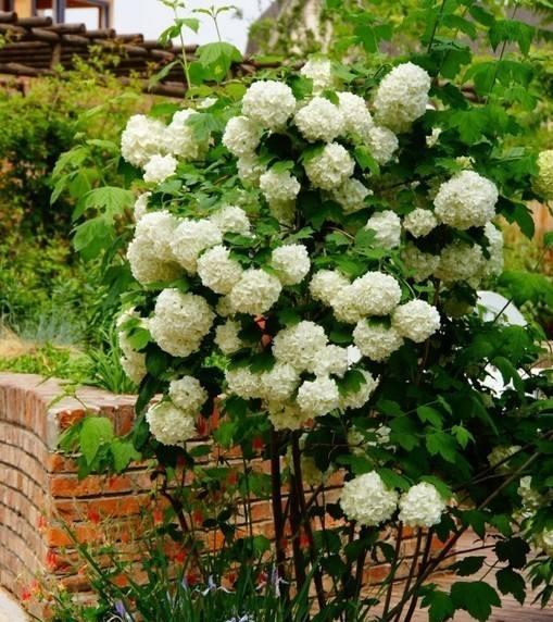 绣球花的象征意义及含义（解读绣球花的隐含寓意与传达信息）