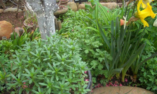 1月适合种什么菜？有哪些蔬菜种植技巧？