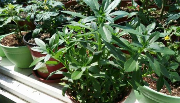 1月适合种什么菜？有哪些蔬菜种植技巧？