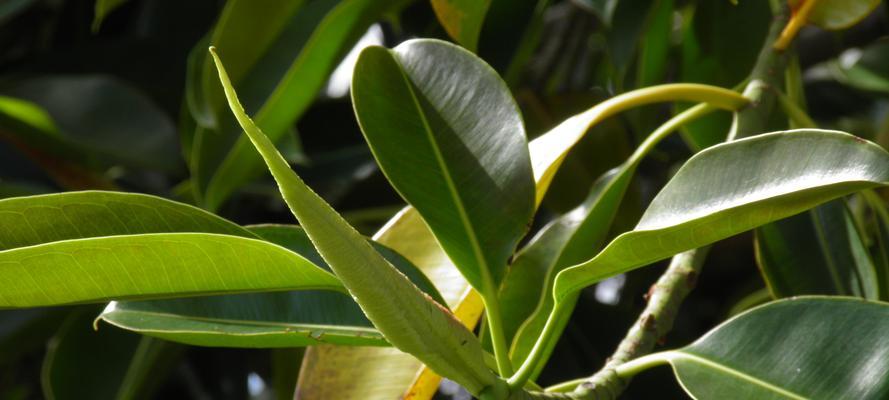 橡皮树——生命与希望的象征（探索橡皮树独特的象征意义）