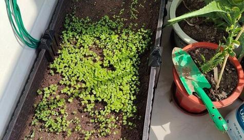 白菜种子泡多久才能播种？发芽出苗需要几天时间？