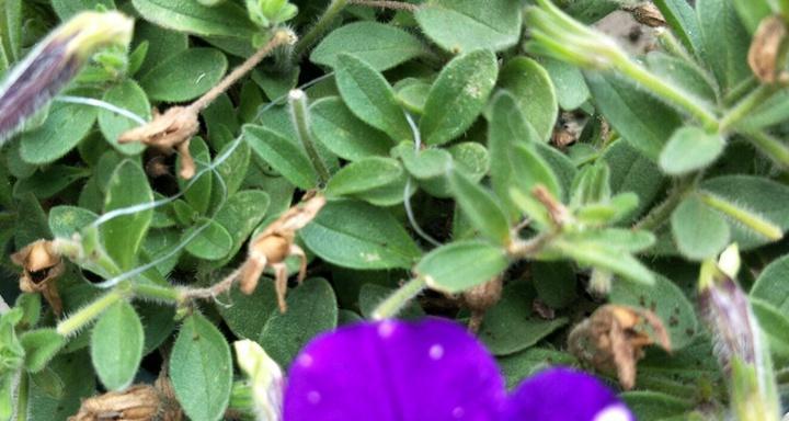 矮牵牛冬天会冻死吗？如何在寒冷季节保护矮牵牛？