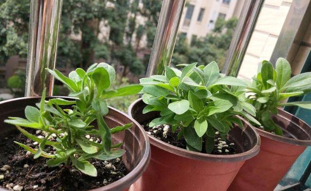 矮牵牛冬天会冻死吗？如何在寒冷季节保护矮牵牛？