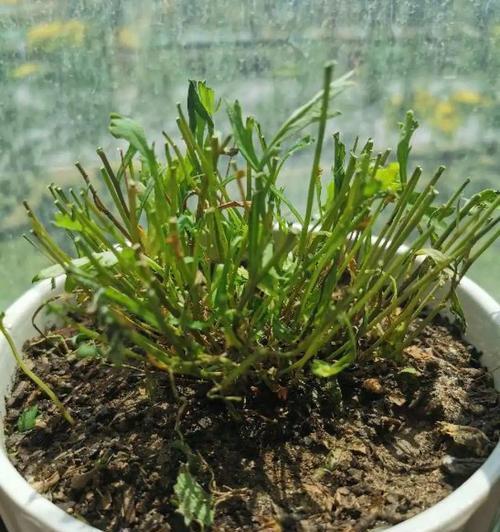 矮牵牛冬天会冻死吗？如何在寒冷季节保护矮牵牛？