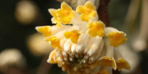 以结香花语的含义及传承（一种神秘的语言）
