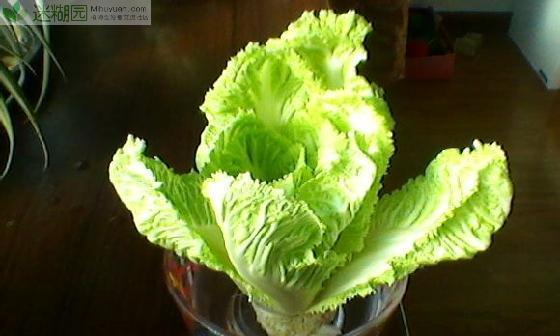 生吃白菜有什么好处?是否真的有益健康?