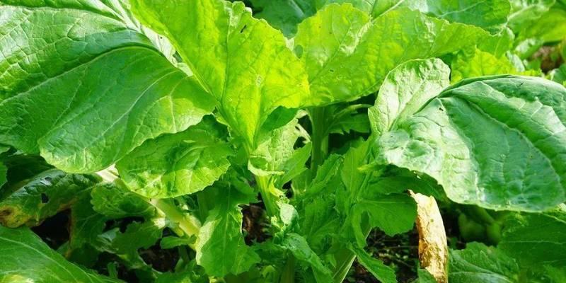 生吃白菜有什么好处？是否真的有益健康？