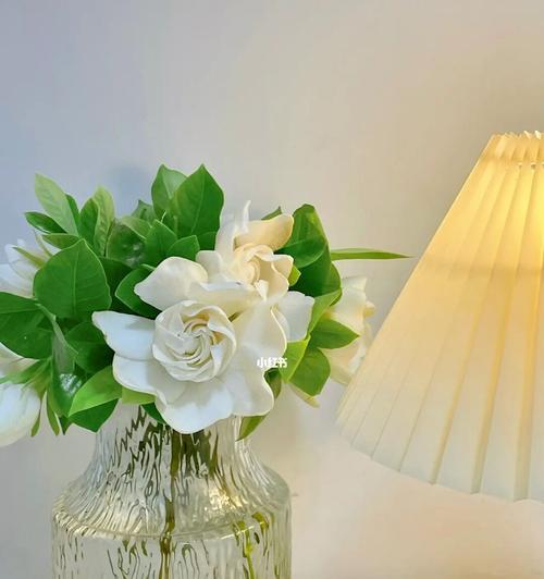 栀子花（探寻栀子花的花语及开花季节）