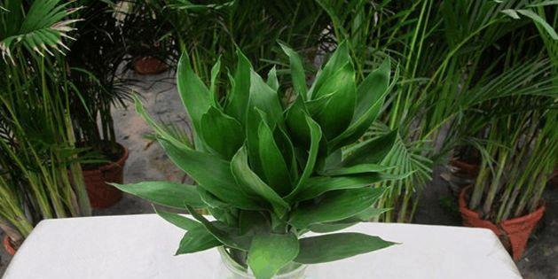 富贵竹开花真的好吗?开花的风水寓意是什么?