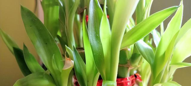 富贵竹开花真的好吗？开花的风水寓意是什么？