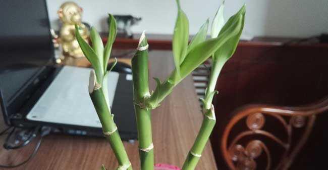 富贵竹开花真的好吗？开花的风水寓意是什么？