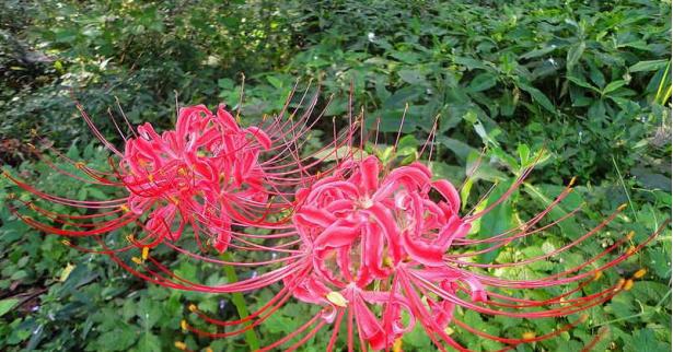 石蒜子会开花吗?石蒜子开花时间是什么时候?