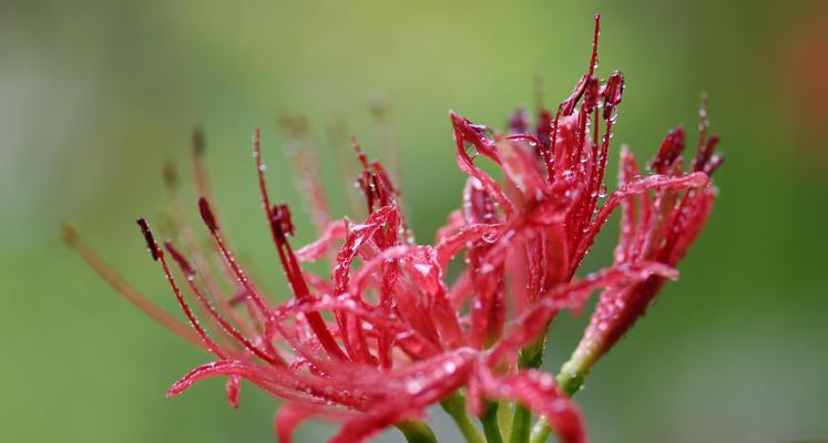 石蒜子会开花吗？石蒜子开花时间是什么时候？