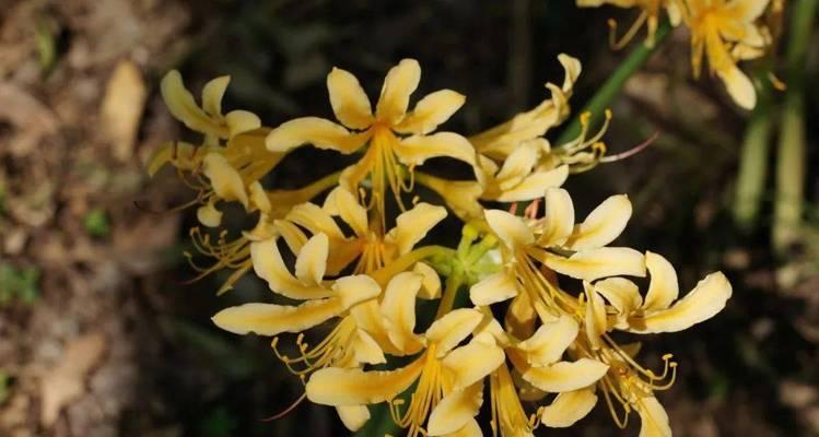 石蒜子会开花吗？石蒜子开花时间是什么时候？