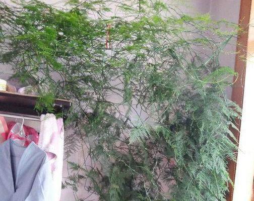 文竹是爬藤植物吗？如何正确养护文竹？