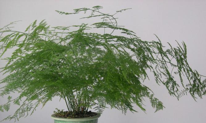 文竹是爬藤植物吗?如何正确养护文竹?