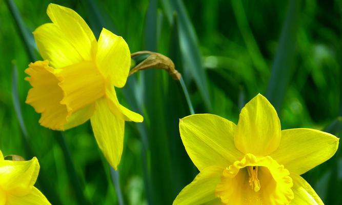 水仙花的花期及其意义（探究水仙花的开花时间和象征意义）
