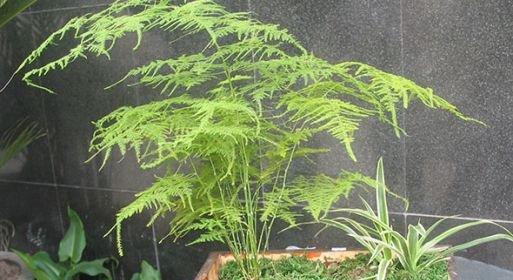 文竹是爬藤植物吗？如何正确养护文竹？