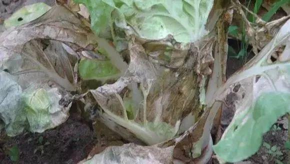 大白菜病毒病有哪些症状？如何有效防治？