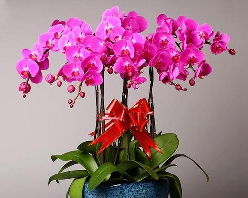 腊梅喜阴还是喜阳光?晒太阳对腊梅有什么影响?