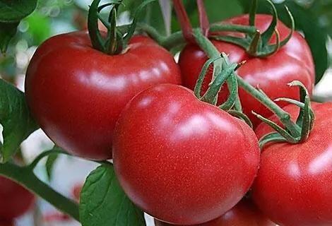 西红柿怎么保存最长久？最佳保存方法是什么？