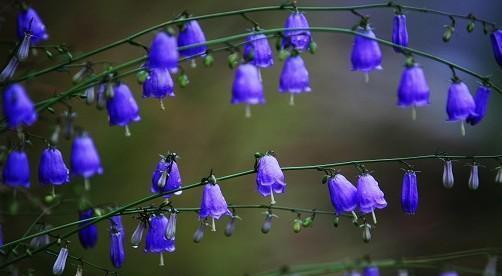 风铃草的寓意与生命力（揭示风铃草独特的象征意义与韧劲）