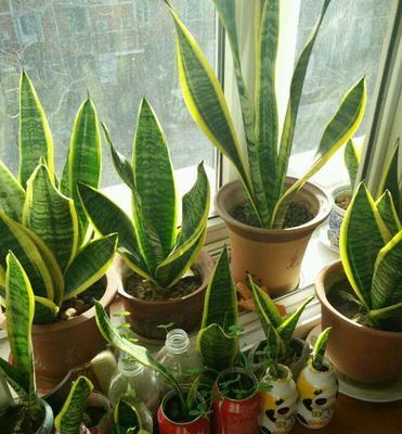 虎皮兰的风水禁忌与寓意剖析（探索虎皮兰的风水摆放位置与禁忌）