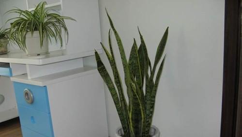 虎皮兰的风水禁忌与寓意剖析（探索虎皮兰的风水摆放位置与禁忌）
