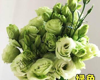绿色洋桔梗(揭示绿色洋桔梗的花语和寓意) 绿色洋桔梗(揭示绿色洋桔梗的花语和寓意)