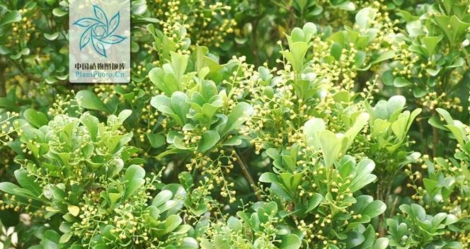 米兰植物喜阳还是喜阴？光照需求解析