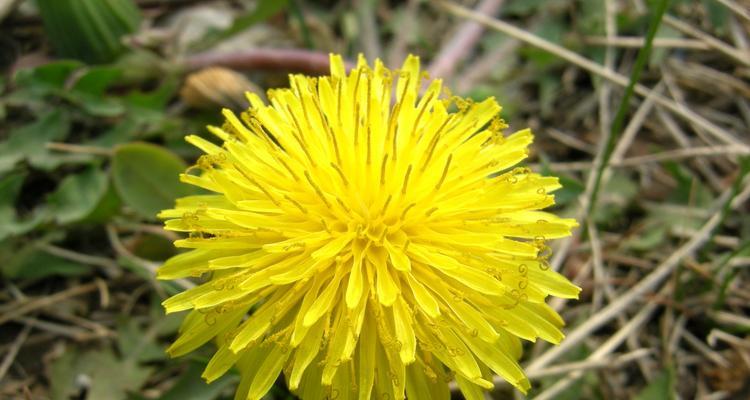 蒲公英花的多种用途是什么？如何正确使用蒲公英花？